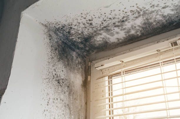 Affordable Black Mold Remediation solutions in Livingston, TN